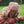 Laden Sie das Bild in den Galerie-Viewer, Waterproof Chapka | Flower Leo