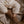 Laden Sie das Bild in den Galerie-Viewer, Vegan Shoes Teddy Shoes - Chocolate