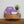 Laden Sie das Bild in den Galerie-Viewer, Hoppstar Artist blossom