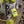 Laden Sie das Bild in den Galerie-Viewer, Hoppstar ROOKIE Mr. Smithy