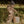 Laden Sie das Bild in den Galerie-Viewer, NMNLASTORM12 SNOWSUIT 1FO LIL