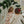 Laden Sie das Bild in den Galerie-Viewer, JULIETTE BOW HAIR CLIP 2er Set