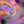 Laden Sie das Bild in den Galerie-Viewer, GLO PALS FANTASTIC FAIRIES 6 Cubes
