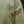 Laden Sie das Bild in den Galerie-Viewer, LOU SWEAT SHIRT | winter pear
