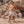 Laden Sie das Bild in den Galerie-Viewer, Pommegranate | Swim Short Men | White Swan
