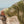 Laden Sie das Bild in den Galerie-Viewer, Beach Palms | Loose Shirt | Iguana
