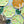 Laden Sie das Bild in den Galerie-Viewer, Papier Teller | Safari | 23 cm

